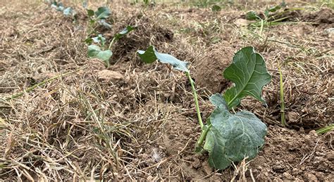 From Southwestern Illinois (Waterloo): Fall crops and more .
